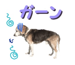 REAL English Cocker Spaniel 2 sticker #14471450