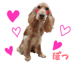 REAL English Cocker Spaniel 2 sticker #14471451