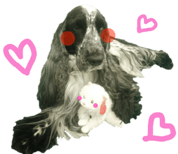 REAL English Cocker Spaniel 2 sticker #14471453