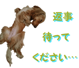 REAL English Cocker Spaniel 2 sticker #14471454