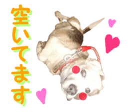 REAL English Cocker Spaniel 2 sticker #14471455