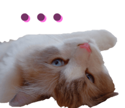 REAL English Cocker Spaniel 2 sticker #14471456