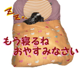 REAL English Cocker Spaniel 2 sticker #14471457