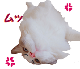 REAL English Cocker Spaniel 2 sticker #14471458