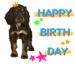 REAL English Cocker Spaniel 2 sticker #14471459