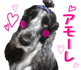 REAL English Cocker Spaniel 2 sticker #14471461