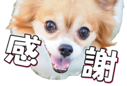 chihuahuafan3 sticker #14473230