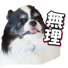 chihuahuafan3 sticker #14473231