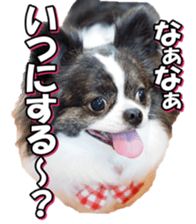 chihuahuafan3 sticker #14473232
