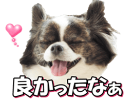 chihuahuafan3 sticker #14473233
