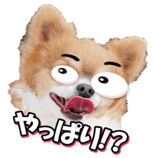 chihuahuafan3 sticker #14473234