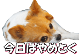 chihuahuafan3 sticker #14473235