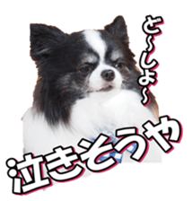 chihuahuafan3 sticker #14473236