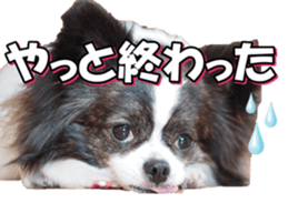 chihuahuafan3 sticker #14473237