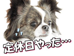 chihuahuafan3 sticker #14473238