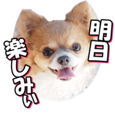 chihuahuafan3 sticker #14473239