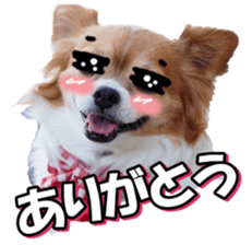 chihuahuafan3 sticker #14473240