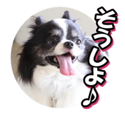 chihuahuafan3 sticker #14473241