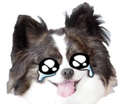 chihuahuafan3 sticker #14473242