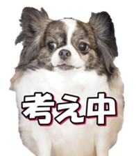 chihuahuafan3 sticker #14473243