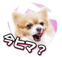 chihuahuafan3 sticker #14473244
