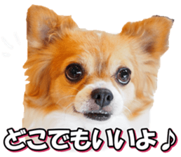 chihuahuafan3 sticker #14473245