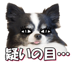chihuahuafan3 sticker #14473246