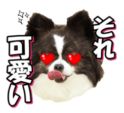 chihuahuafan3 sticker #14473247