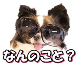 chihuahuafan3 sticker #14473248