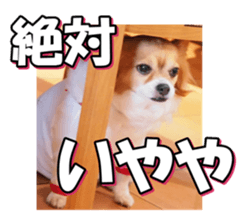 chihuahuafan3 sticker #14473250