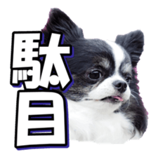 chihuahuafan3 sticker #14473251