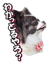 chihuahuafan3 sticker #14473252