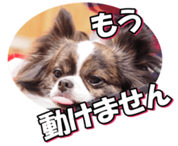 chihuahuafan3 sticker #14473253