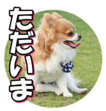 chihuahuafan3 sticker #14473254