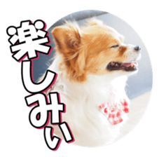 chihuahuafan3 sticker #14473255