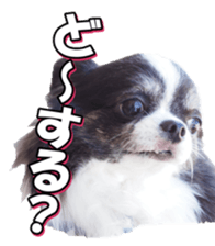 chihuahuafan3 sticker #14473256