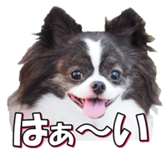 chihuahuafan3 sticker #14473257