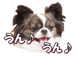 chihuahuafan3 sticker #14473258