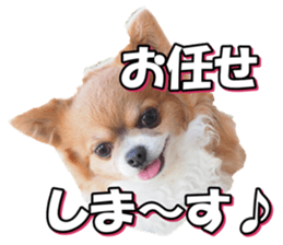chihuahuafan3 sticker #14473259