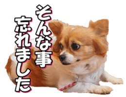 chihuahuafan3 sticker #14473260