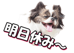 chihuahuafan3 sticker #14473261