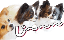 chihuahuafan3 sticker #14473262