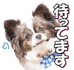 chihuahuafan3 sticker #14473263