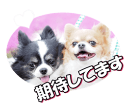 chihuahuafan3 sticker #14473264