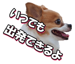 chihuahuafan3 sticker #14473265