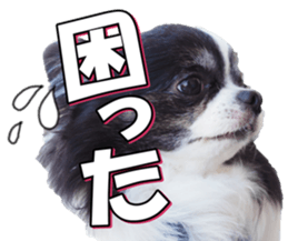 chihuahuafan3 sticker #14473266
