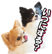 chihuahuafan3 sticker #14473267