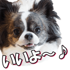 chihuahuafan3 sticker #14473268