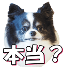 chihuahuafan3 sticker #14473269