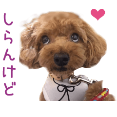 Real DOG Toy Poodle Friends